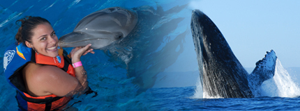 Puerto Vallarta-Whale Watching + Dolphin Encounter