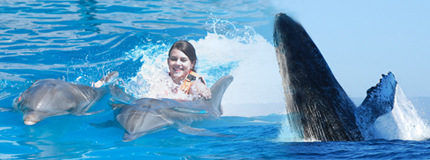 Puerto Vallarta-Whale Watching + Dolphin Royal Swim 