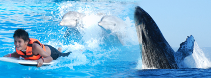 Puerto Vallarta-Whale Watching + Dolphin Swim Adventure