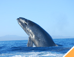 Gallery Whale Watching + Dolphin Royal Swim 