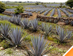 Gallery Tequila Tour