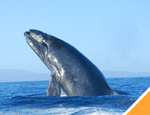 Gallery Whale Watching