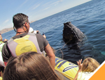 Gallery Whale Watching