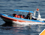 Gallery Whale Watch Tour