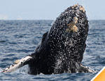 Gallery Whale Watch Tour