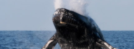 Puerto Vallarta-Whale Watch Tour