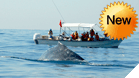 Whale watch tour