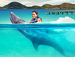 Gallery Dolphin Royal Swim