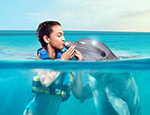 Gallery Dolphin Swim