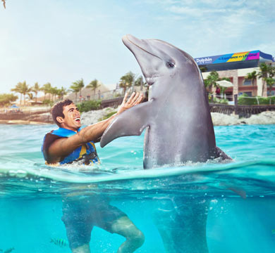 Gallery Dolphin Royal Swim VIP
