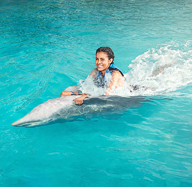 Gallery Dolphin Swim Adventure