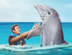 Gallery Dolphin Swim Adventure