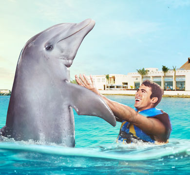 Gallery Dolphin Swim Adventure