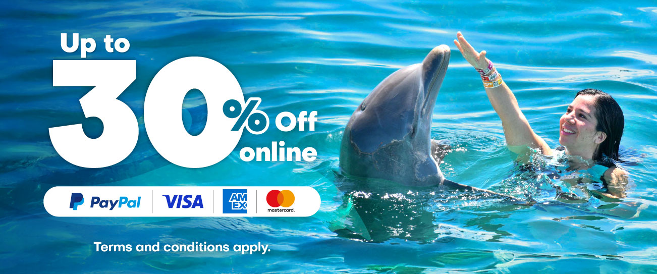 Discount on your swim with dolphin program at Cozumel