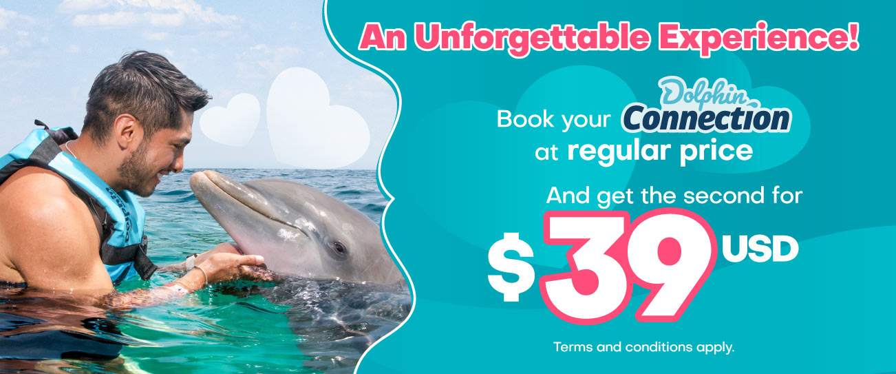 Discount on your swim with dolphin program at Cozumel