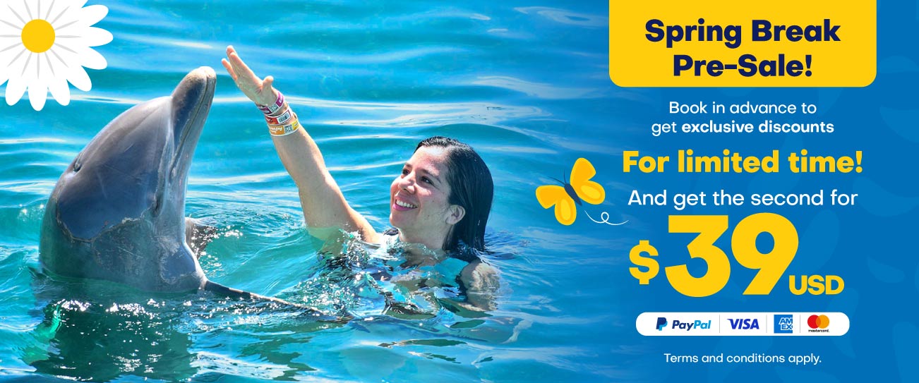 Discount on your swim with dolphin program at Cozumel