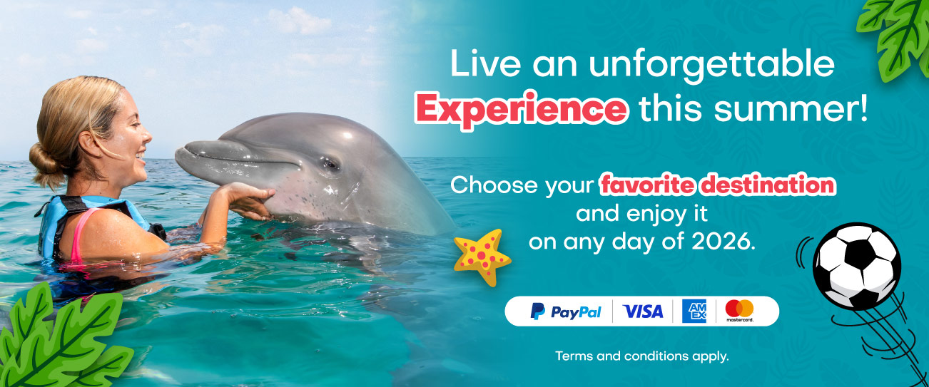 Get the best prices to Swim with Dolphins in Isla Mujeres
