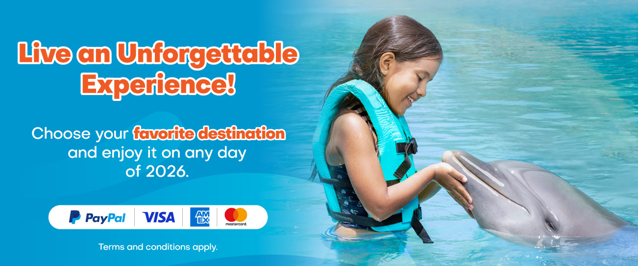 Get the best prices to Swim with Dolphins in Puerto Aventuras