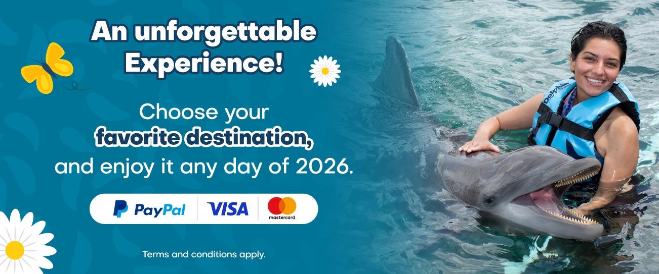 Discount on your swim with dolphin program at Cozumel