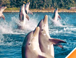 Gallery Dolphin Discovery Swim