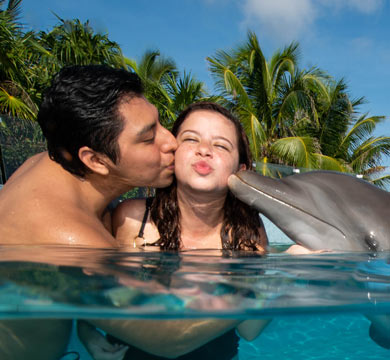 Gallery Dolphin Royal Swim