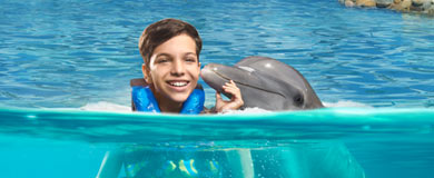 Puerto Vallarta-Dolphin Royal Swim