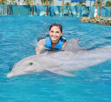 Gallery Dolphin Royal Swim