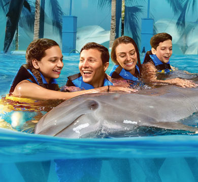 Gallery Dolphin Royal Swim