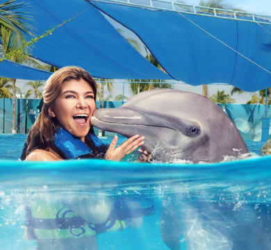Gallery Dolphin Swim Adventure